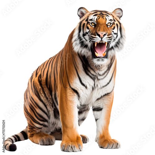 Portrait of a tiger open mouth isolated on transparent background