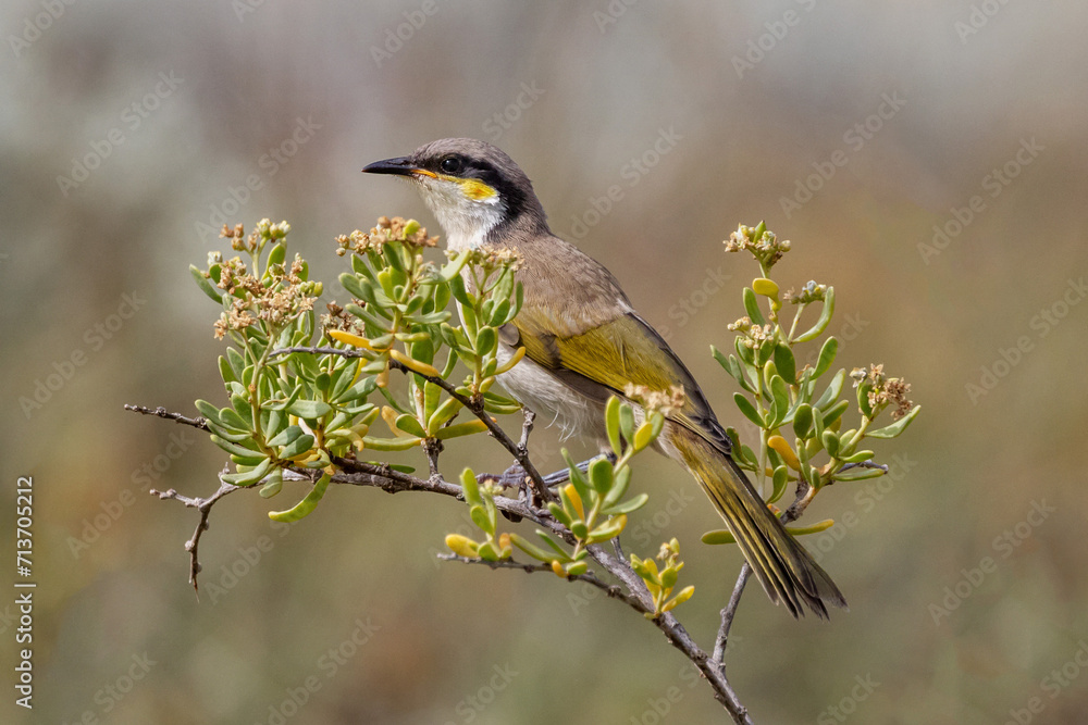 Close-up of a Yellow-faced Honeyeater (Caligavis chrysops) perched on a branch - Point Quobba, Western Australia Close-up of a Yellow-faced Honeyeater (Caligavis chrysops) perched on a branch - Point Quobba, Western Australia