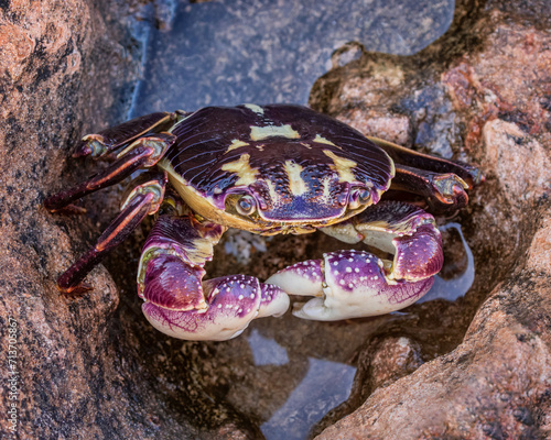 Close-up of a Purple Rock Crab  Leptograpsus variegatus  - Point Quobba  Western Australia