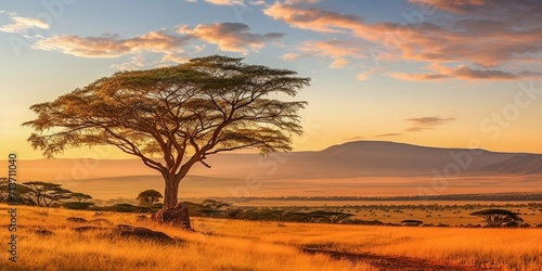 A panoramic and expansive savannah in warm early morning sunlight with a solitary tree in the foreground