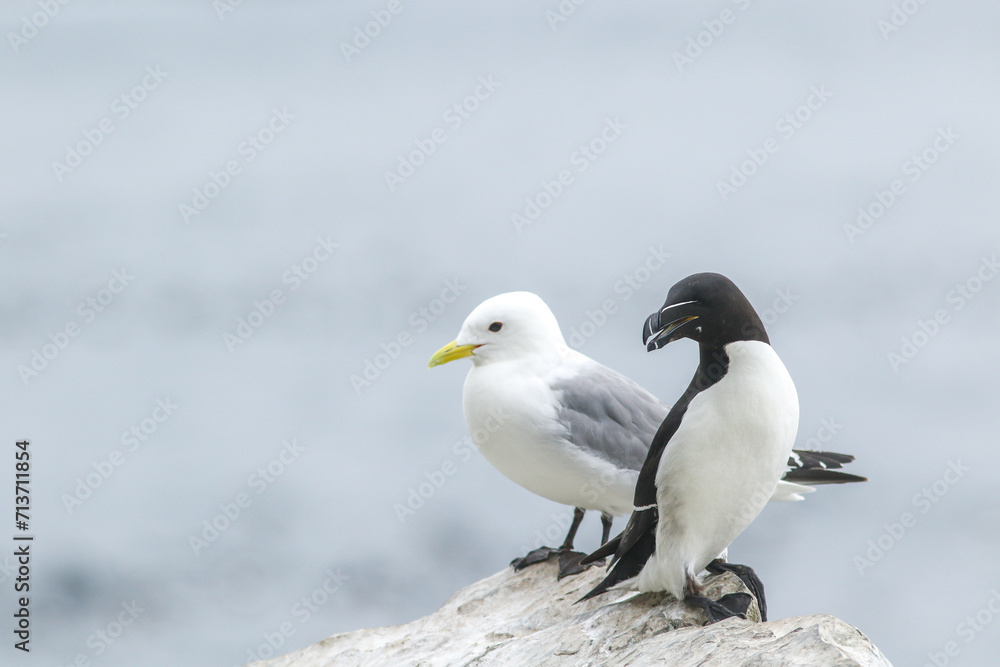 Fototapeta premium The black-legged kittiwake (Rissa tridactyla) and the razorbill (Alca torda) resting on the edge of the cliff