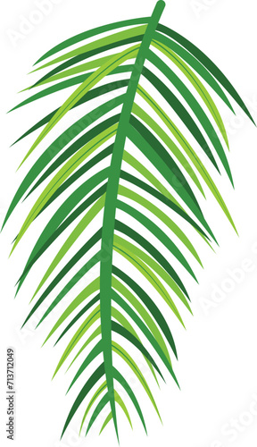 Green palm leaf with detailed fronds, tropical foliage design. Nature-themed decoration, exotic flora vector illustration.