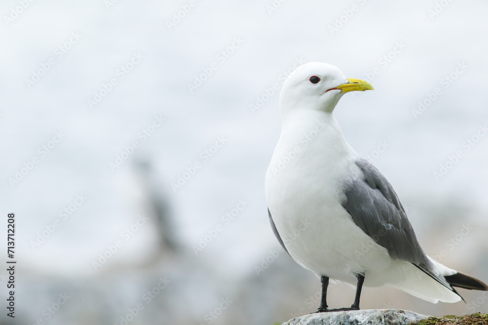 Up close portrait of the black-legged kittiwake (Rissa tridactyla) standing on a stone Up close portrait of the black-legged kittiwake (Rissa tridactyla) standing on a stone