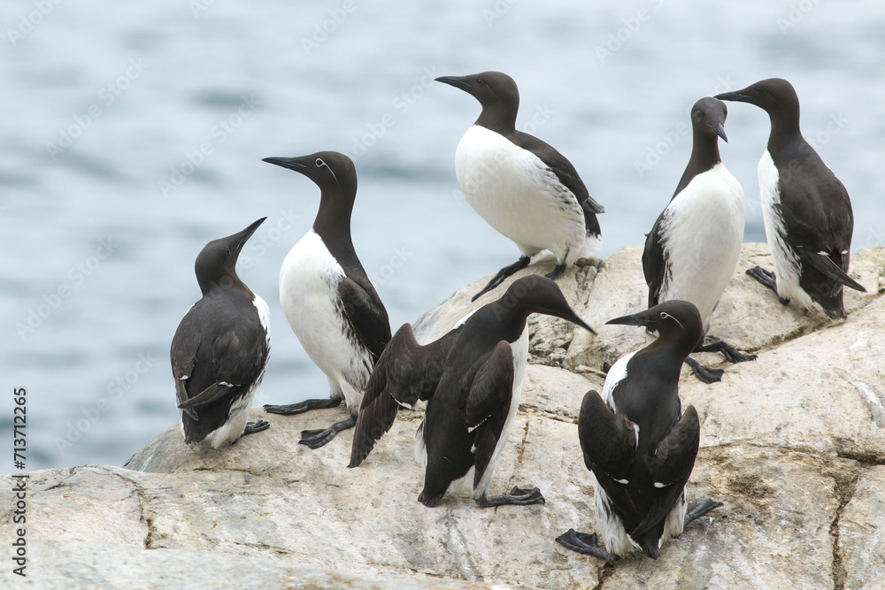 Fototapeta premium Group of common guillemots, Uria aalge standing on the cliffs by the sea at Hornøya island, Varanger peninsula, Norway