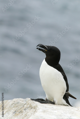 A razorbill, Alca torda with black and white plumage resting on a rock by the sea on a small Norwegian island Hornøya