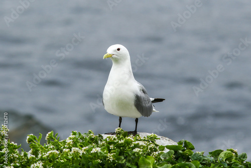 The black-legged kittiwake (Rissa tridactyla) standing on a stone alone photo