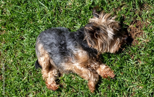 Pet dog lies in the sun on the lawn waiting to be scratched © Richard