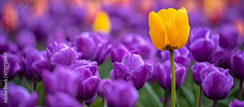 Single Yellow Tulip Standing Out in a Field of Purple Tulips