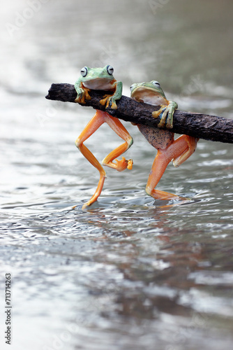 Fototapeta Naklejka Na Ścianę i Meble -  frogs, flying frogs, two cute frogs are perched on wood above the river water
