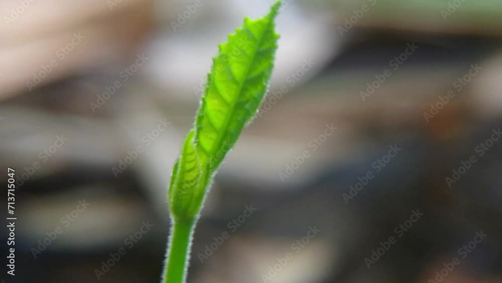Close-up shot of young leaves of jackfruit shoots Close-up shot of young leaves of jackfruit shoots