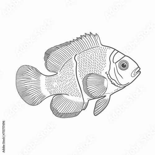 Fish Line Art Illustration