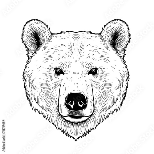 Bear Animal Head Line Art Illustration