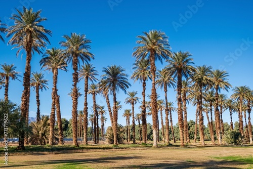 Palm trees grove in Furnace Creek, Death Valley National Park. California. USA photo