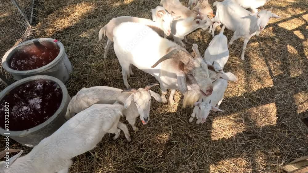 Goats and Ducks Sharing Mealtime Goats and Ducks Sharing Mealtime