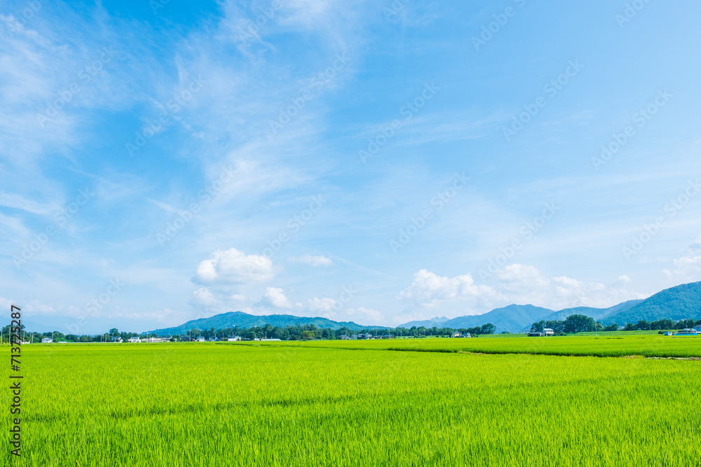 夏の田園風景