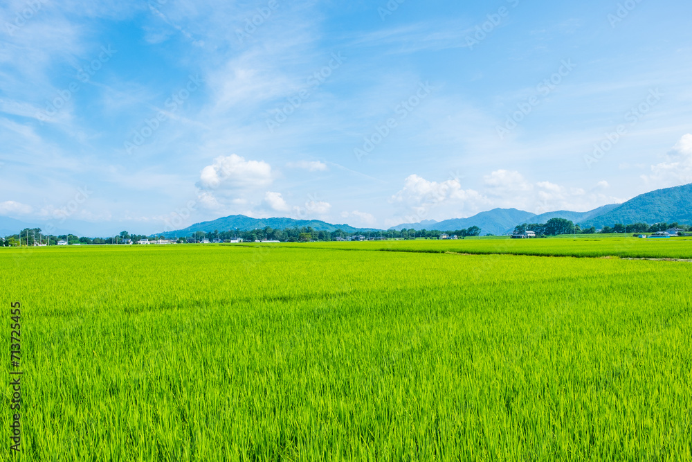 夏の田園風景