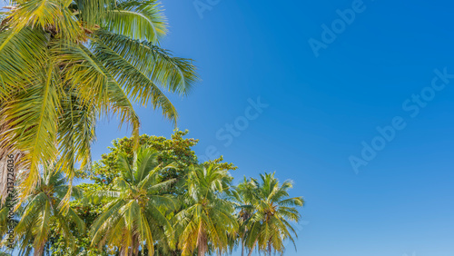 The tops of palm trees against a clear blue sky. The spreading green leaves of the crowns in the lower left corner. The diagonal. Madagascar. It s a sunny day. Copy Space