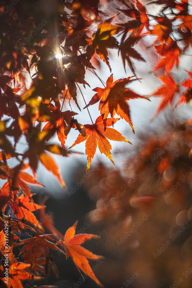 陽に照らされる紅葉