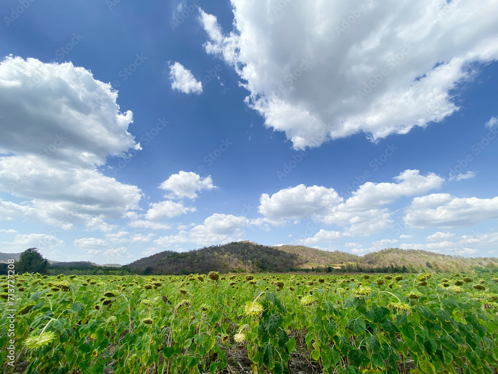 The sunflower is wilting, Saraburi Province. The sunflower is wilting, Saraburi Province.