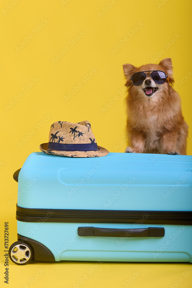 Fototapeta Funny little dog traveling with a big suitcase. Cute spitz dog in sunglasses sitting on a blue suitcase with a straw hat on a yellow background in the studio. 