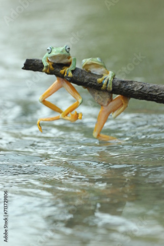 frogs, cute frogs, two cute frogs are playing on wooden branches on the surface of the river water