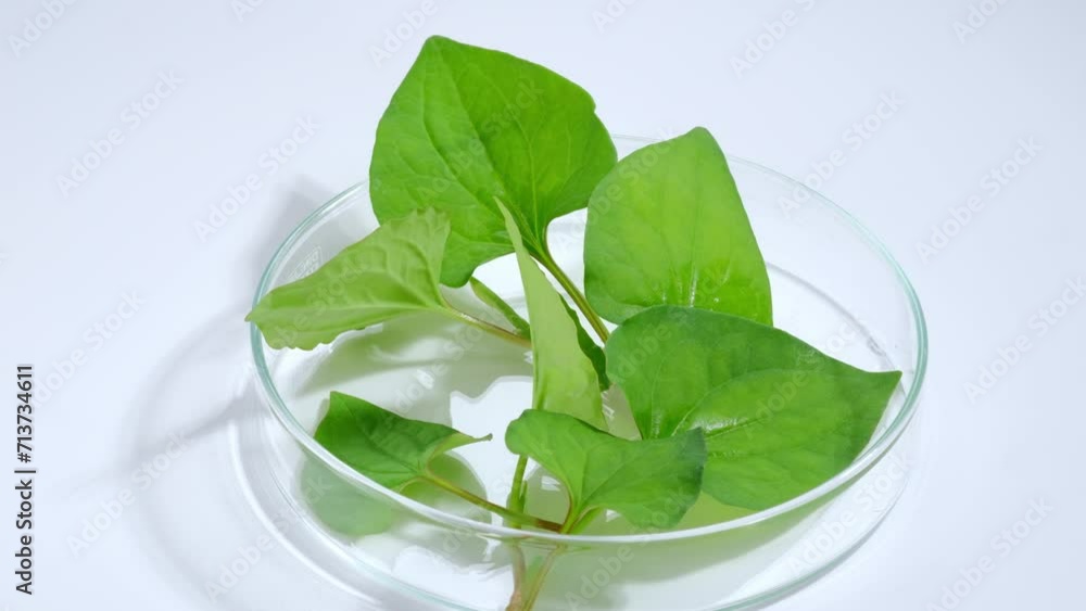 Fish mint is a good detoxifier, helps the skin become healthier and has the ability to heal problems such as acne. Fish mint leaves inside a petri dish on a turning table. Copy for advertising. Fish mint is a good detoxifier, helps the skin become healthier and has the ability to heal problems such as acne. Fish mint leaves inside a petri dish on a turning table. Copy for advertising.