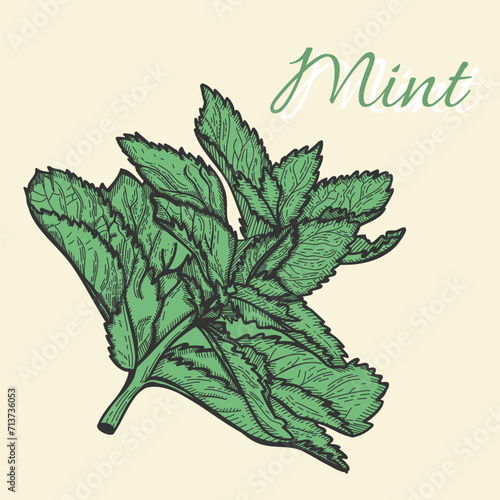 Mint leaves. Style ink sketch of mint. spearmint leaves in engraving vintage style. Melissa, peppermint. Hand drawn vector illustration for recipes, menu, poster and flyer