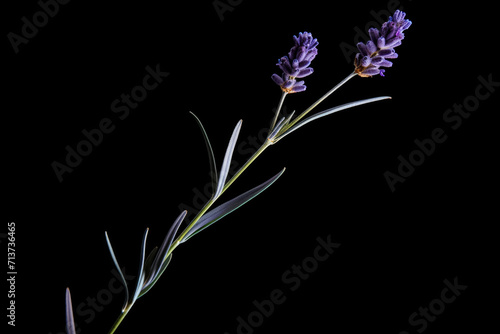 Summer blossom nature herb plant green blooming beauty flower purple