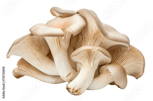 Oyster mushrooms isolated on transparent background