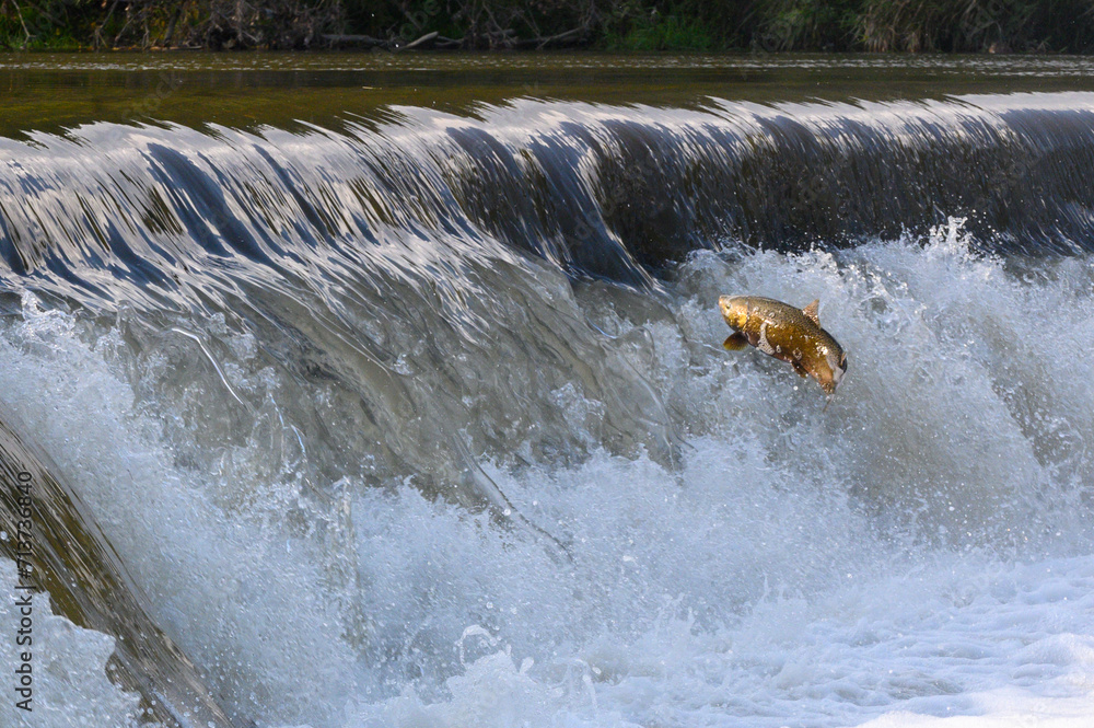 Fototapeta premium Salmon Run on the Humber River at Old Mill Park in Canada