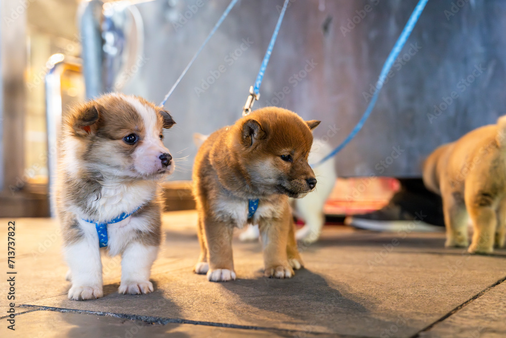 Little puppies with leashes