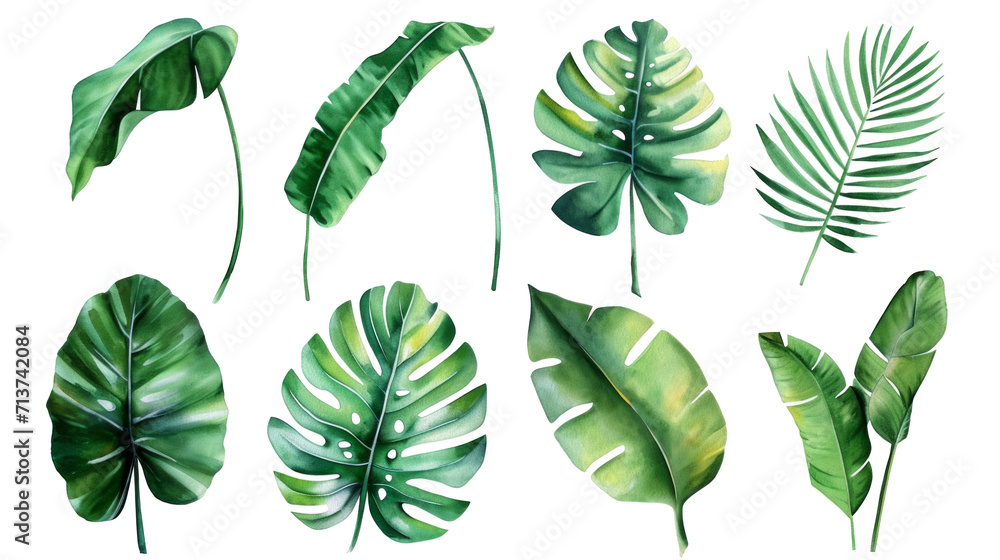 Set Collection Watercolor tropical leaves Modern green tropical leaves, clip art Botanical Illustration elegant watercolor illustration , green tropical leaves isolated transparent background, PNG Set Collection Watercolor tropical leaves Modern green tropical leaves, clip art Botanical Illustration elegant watercolor illustration , green tropical leaves isolated transparent background, PNG