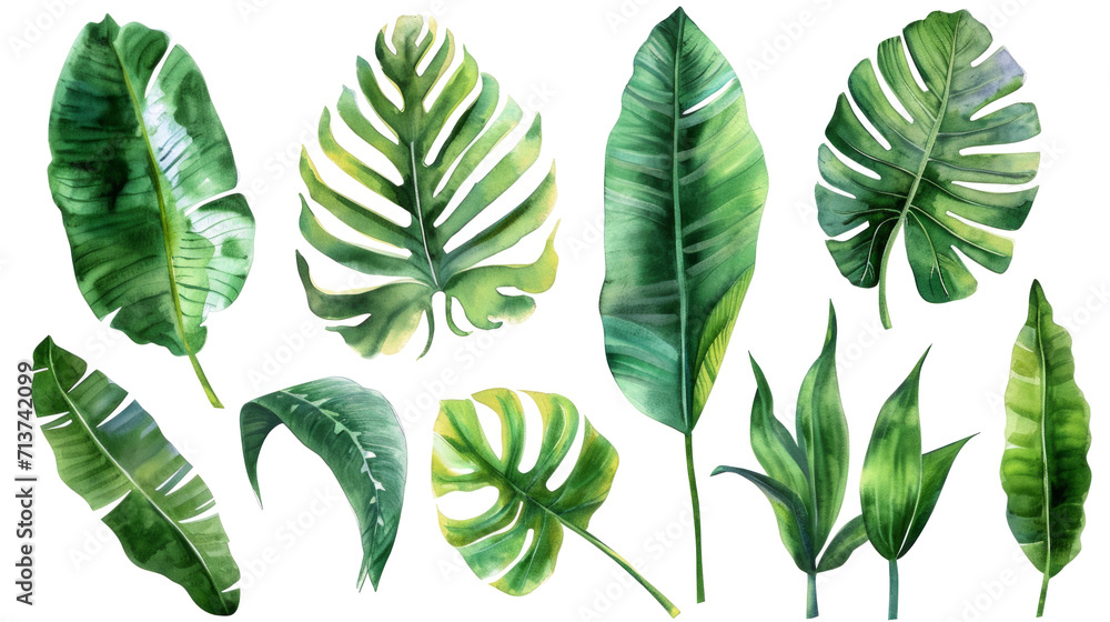 Set Collection Watercolor tropical leaves Modern green tropical leaves, clip art Botanical Illustration elegant watercolor illustration , green tropical leaves isolated transparent background, PNG - obrazy, fototapety, plakaty 