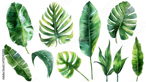 Set Collection Watercolor tropical leaves Modern green tropical leaves, clip art Botanical Illustration elegant watercolor illustration , green tropical leaves isolated transparent background, PNG photo