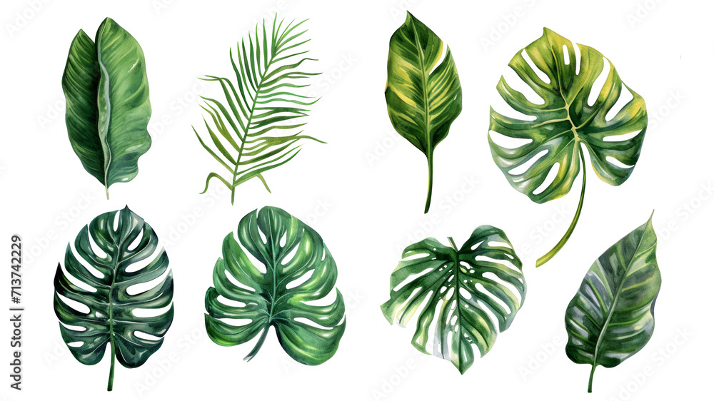 Fototapeta premium Set Collection Watercolor tropical leaves Modern green tropical leaves, clip art Botanical Illustration elegant watercolor illustration , green tropical leaves isolated transparent background, PNG