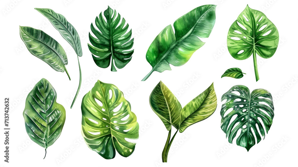 Obraz premium Set Collection Watercolor tropical leaves Modern green tropical leaves, clip art Botanical Illustration elegant watercolor illustration , green tropical leaves isolated transparent background, PNG