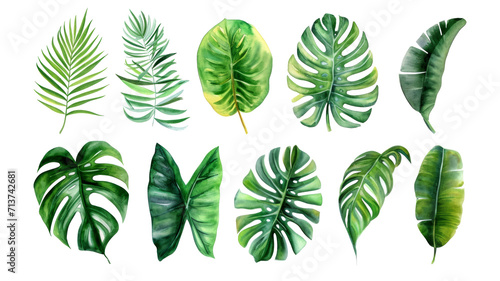 Set Collection Watercolor tropical leaves Modern green tropical leaves  clip art Botanical Illustration elegant watercolor illustration   green tropical leaves isolated transparent background  PNG