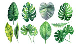 Set Collection Watercolor tropical leaves Modern green tropical leaves, clip art Botanical Illustration elegant watercolor illustration , green tropical leaves isolated transparent background, PNG