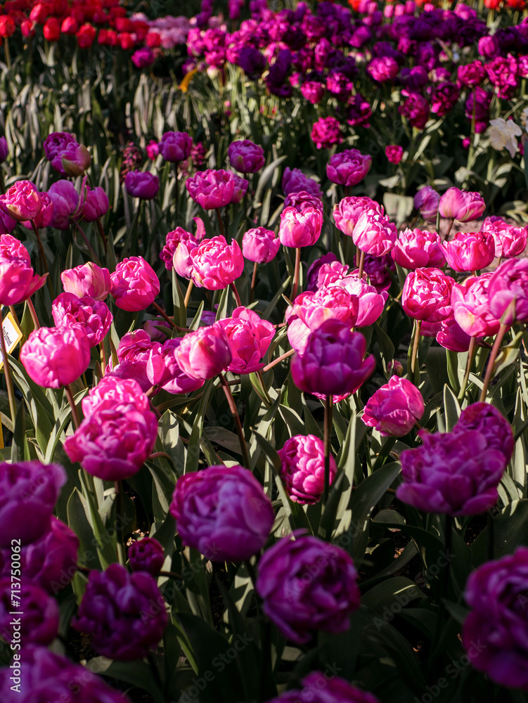 Obraz premium Tulips. Fields. Colourful. Flowers. Nature