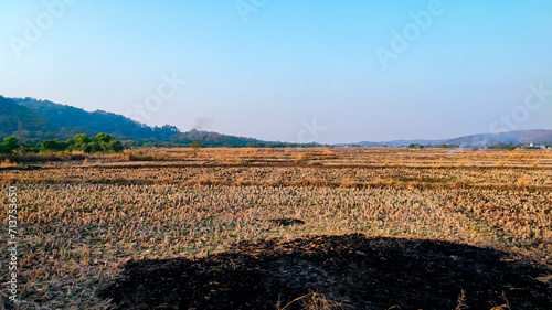 farm in January month in India.