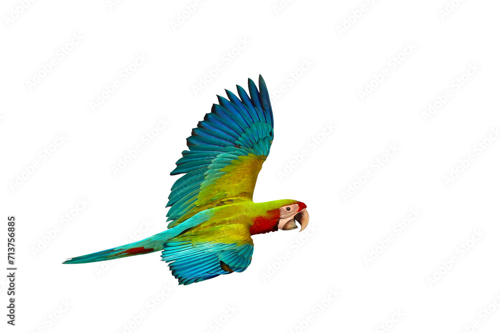 Colorful Buffwing Macaw parrot isolated on transparent background png file