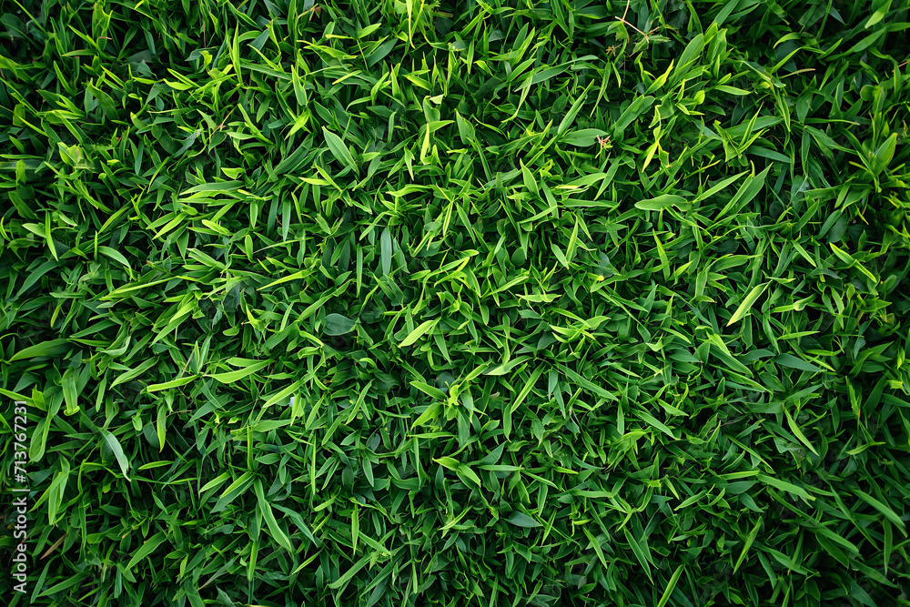 Grass Background, Natural green grass. Grass Background, Natural green grass.