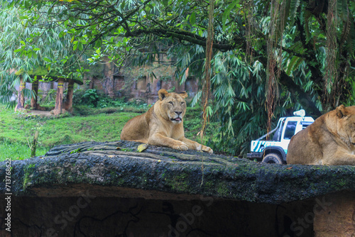 Photography Two lionesses rest atop a moss-covered rock in a lush, tropical enclosure
