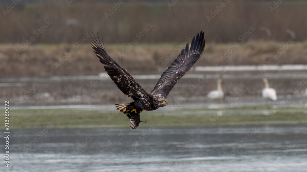 Obraz premium Eagle in flight