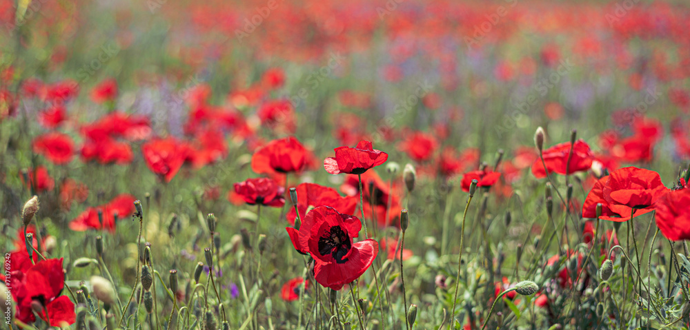 Red poppy flowers and blue false indigo blooming in a meadow Red poppy flowers and blue false indigo blooming in a meadow