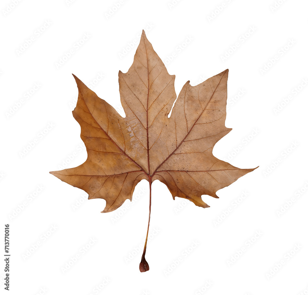 Fototapeta premium leaf dry autumn colors isolated for background