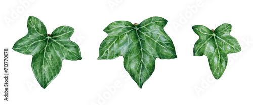Ivy plant leaf element set watercolor illustration. Hand drawn close up green fresh hedera helix herb element collection. Evergreen garden plant botanical image. Ivy leaves on white background photo