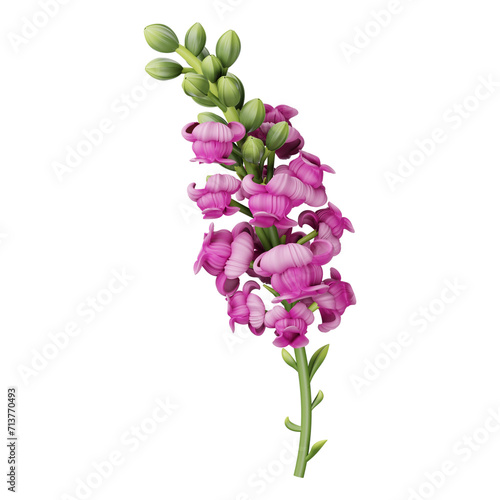 Pink snapdragon flower isolated on transparent Antirrhinum majus. Red snapdragon flower isolated on white. photo