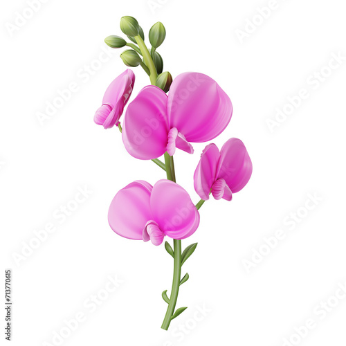 Pretty pink sweet pea flowers. transparent background of wild pink flowers... Sweet pea flower clipart, isolated vector illustration.