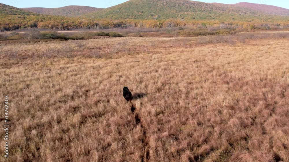 View from above. Sikhote-Alin Biosphere Reserve. Autumn taiga. The camera flies over a dry meadow along which a brown bear is running. View from above. Sikhote-Alin Biosphere Reserve. Autumn taiga. The camera flies over a dry meadow along which a brown bear is running.